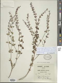 Image of Clinopodium abyssinicum