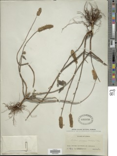 Image of Plectranthus comosus