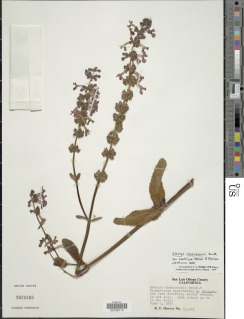 Stachys chamissonis image