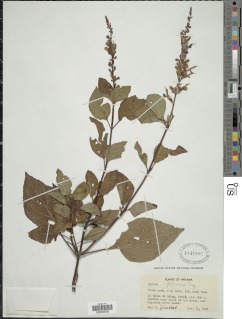 Salvia pteroura image