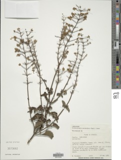 Image of Plectranthus dupuisii
