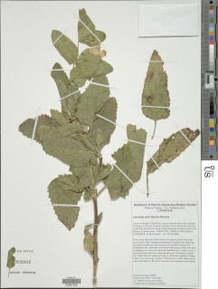 Lepechinia rossii image