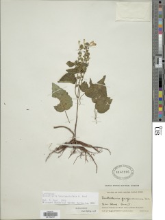 Image of Scutellaria tenuipetiolata