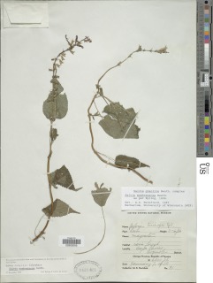 Salvia membranacea image
