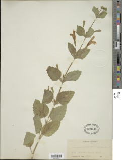 Clinopodium mimuloides image