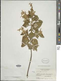 Salvia lasiantha image
