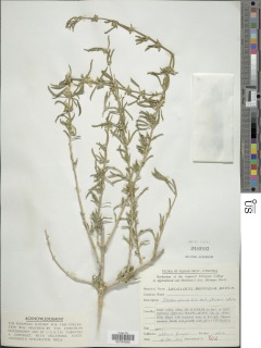 Leucas abyssinica image