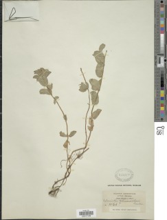Clinopodium kilimandschari image