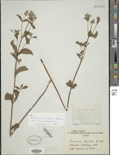 Image of Ocimum centraliafricanum