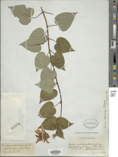 Salvia pulchella image
