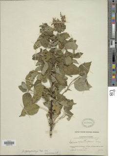 Image of Salvia polystachya
