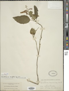 Scutellaria inflata image