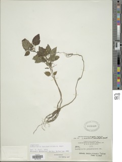 Scutellaria tenuipetiolata image
