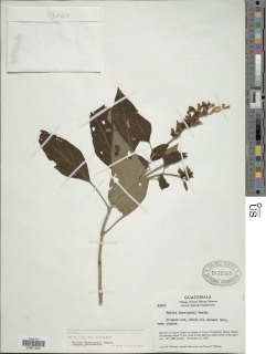 Salvia karwinskii image