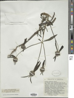 Image of Leucas tettensis