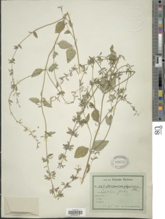 Clinopodium abyssinicum var. abyssinicum image