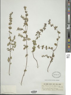 Clinopodium abyssinicum var. abyssinicum image
