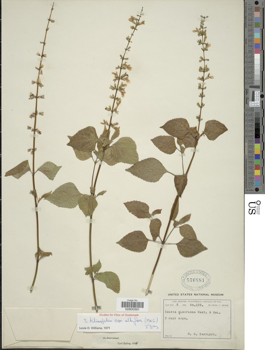 Salvia albiflora image