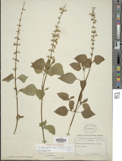 Image of Salvia albiflora