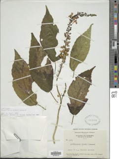 Scutellaria glabra image