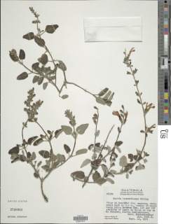 Image of Salvia leucochlamys