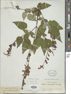Image of Salvia curtiflora