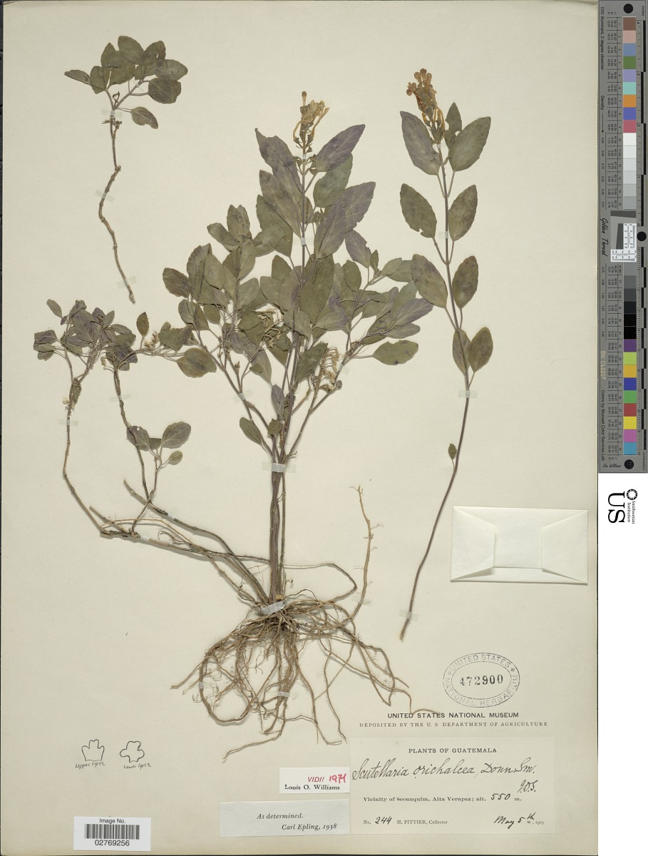 Scutellaria orichalcea image