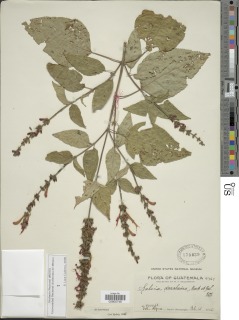 Salvia cinnabarina image