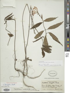 Image of Scutellaria mociniana