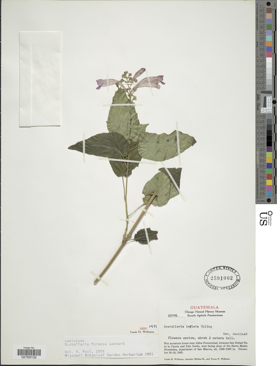 Scutellaria formosa image