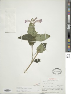 Image of Scutellaria formosa