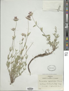 Monardella linoides subsp. stricta image