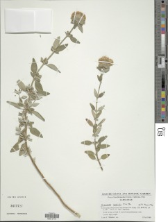 Monardella saxicola image
