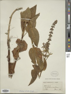 Stachys mexicana image