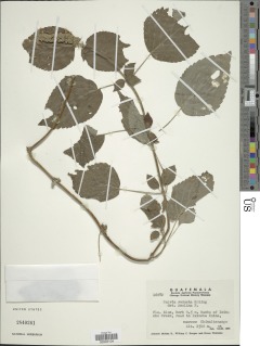 Salvia polystachia image