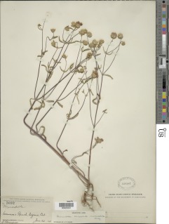 Monardella breweri subsp. microcephala image