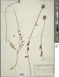 Leucas oligocephala image