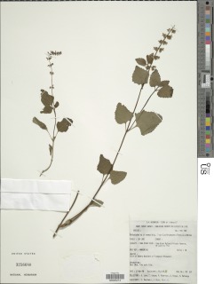 Image of Orthosiphon roseus