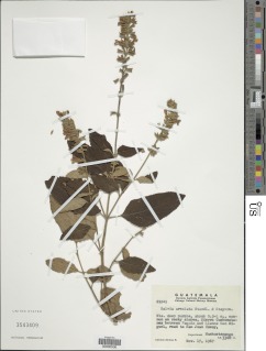 Salvia areolata image