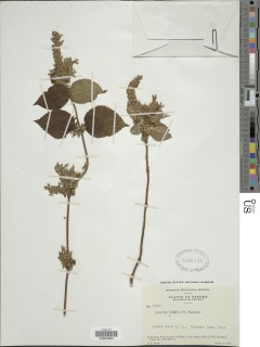 Image of Salvia polystachia