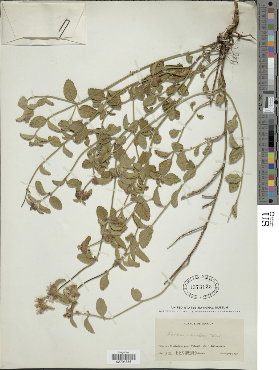 Leucas masaiensis var. venulosa image