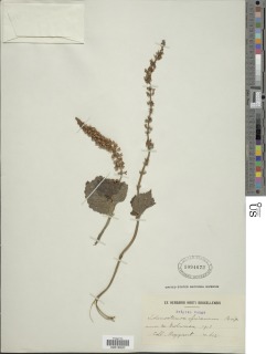 Coleus monostachyus subsp. monostachyus image