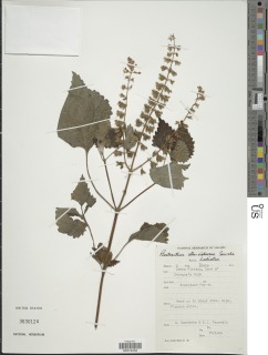 Image of Plectranthus alboviolaceus