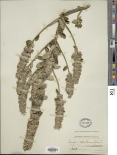 Leucas calostachys image