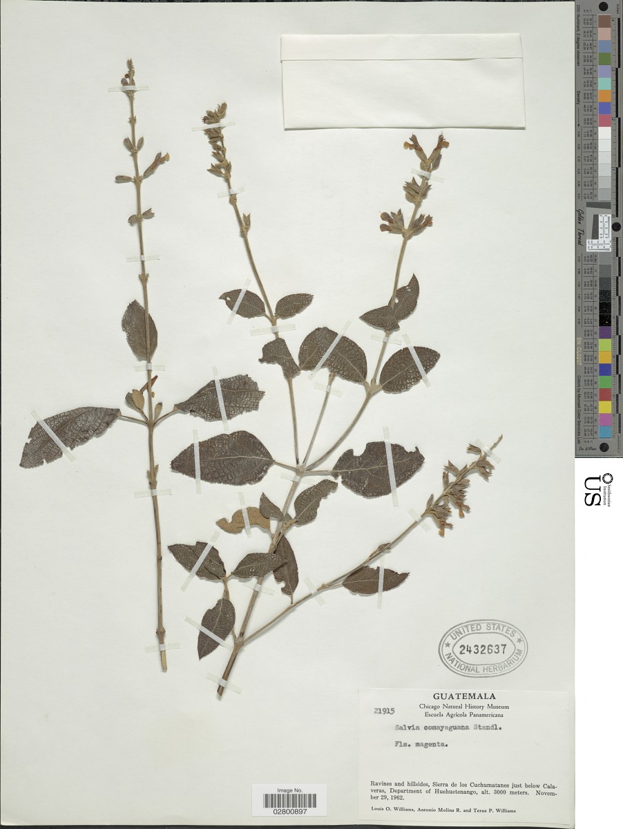 Salvia comayaguana image