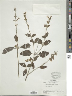 Image of Salvia comayaguana