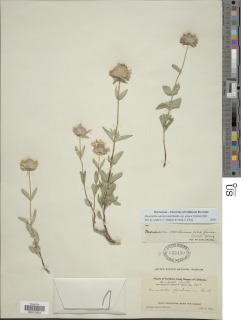 Monardella odoratissima subsp. glauca image