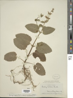 Stachys rigida var. quercetorum image