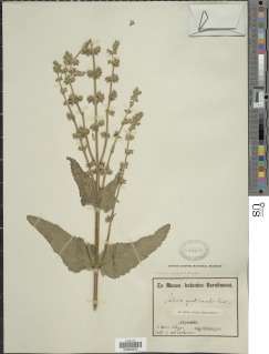 Image of Salvia merjamie