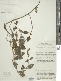 Platostoma africanum image